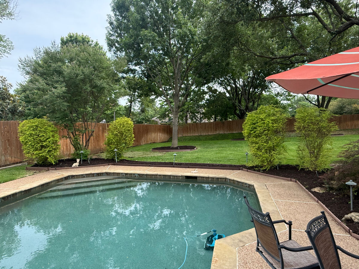 A swimming pool in a fenced back garden, with mulched beds of clipped shrubs and small trees running around the paving and along the fence.